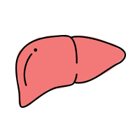 Liver