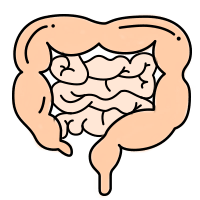 Intestine